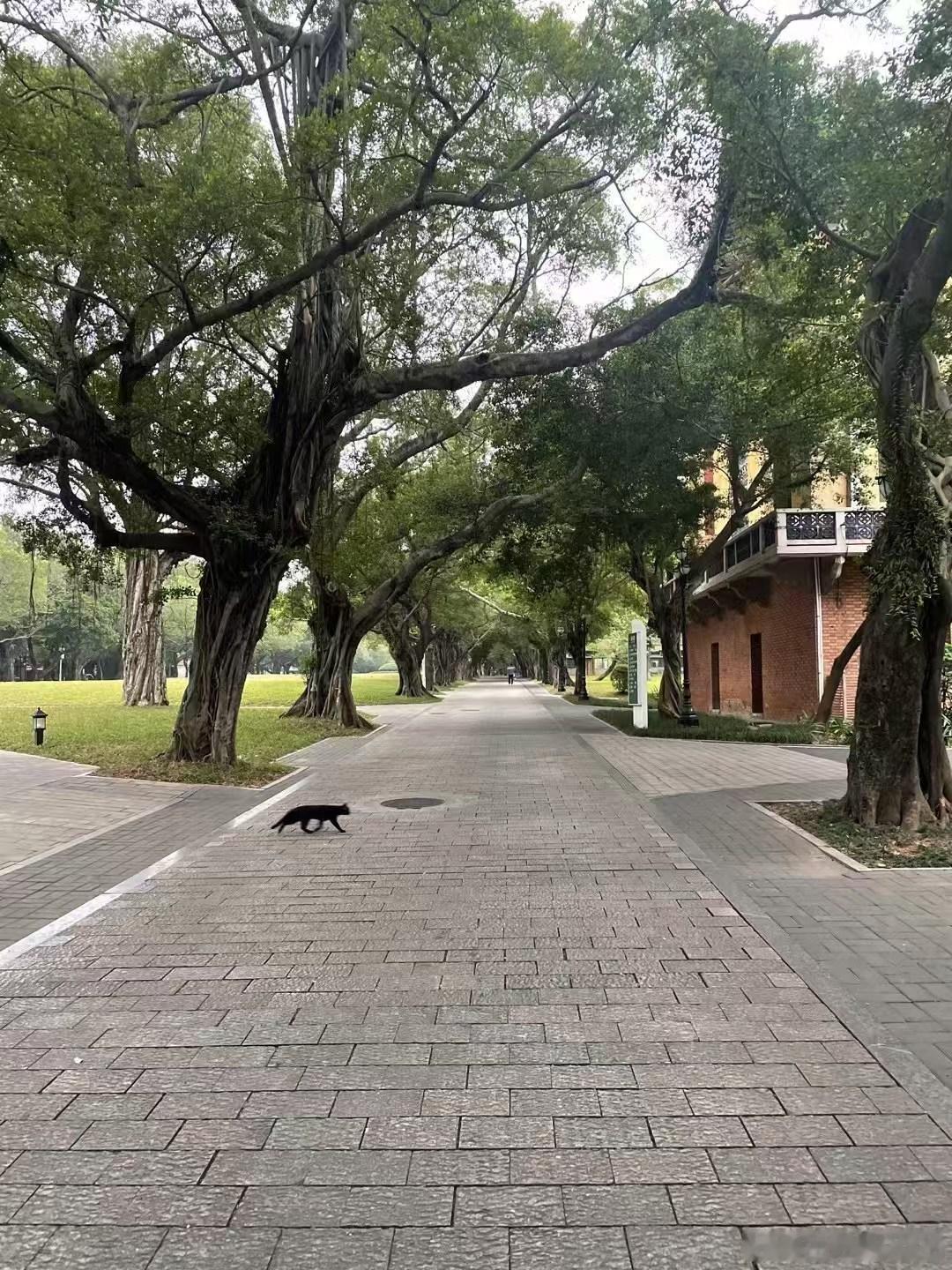散步，走走，感觉很舒服适合散步的好地方倒也不多  图一中山大学，没机动...