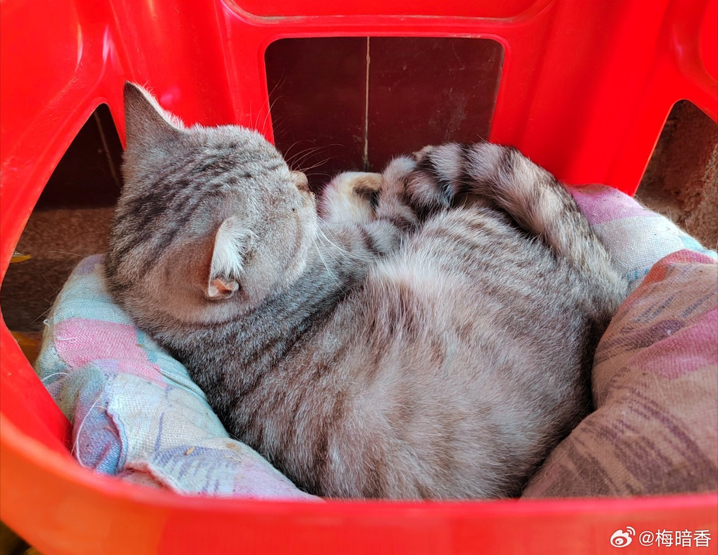 正儿八经的猫窝类不香，什么纸盒呀，什么比如这个倒着的小板凳呀，香。[太开心][太开心]不再流浪的家流浪猫救助 ​​​
