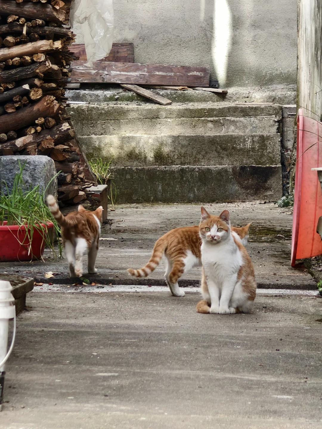 猫妈妈这眼神！是怕我拐带小猫吗