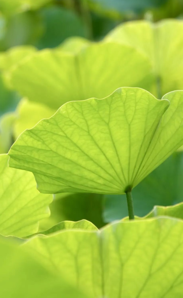 #漫行草木间# 
对于芳香的这些感受，从来不是飘在空气里的“好闻”，是植物把自己长在阳光里、风里、露水里的那段生命，完完整整封在小小的一滴精油里，你一吸，就和千里之外的那株植物，完成了一次不用说话的拥抱；#人间烟火#收纳架上的这些精油瓶，每一只都只有拇指那么粗，琥珀色瓶身把所有晃眼的光 ​