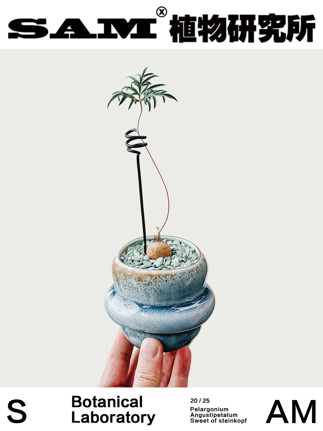 旋柄洋葵｜Pelargonium Angustipetalum Swee