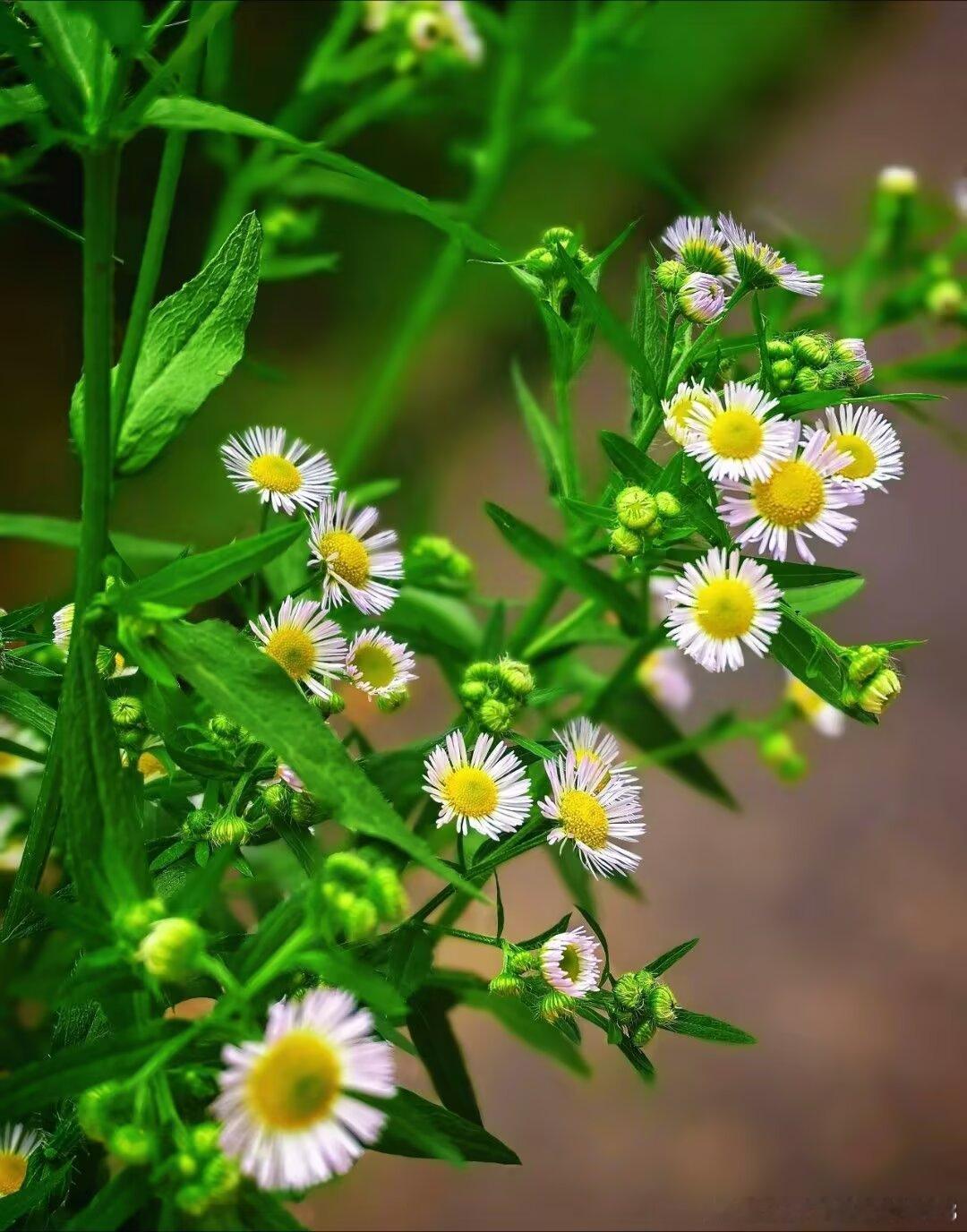 雨荷生香一芙蓉月·纷纷红紫已成尘张子耀红紫挽不住，春去也、忍看香销南...