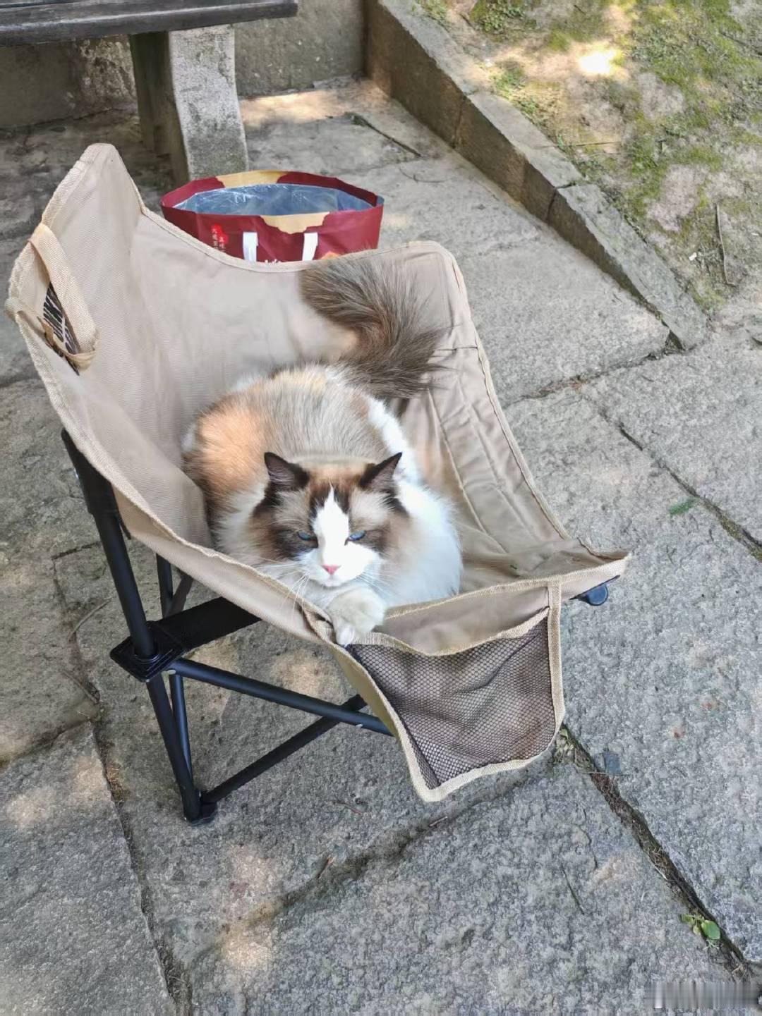 [奶牛猫][奶牛猫][奶牛猫] ​