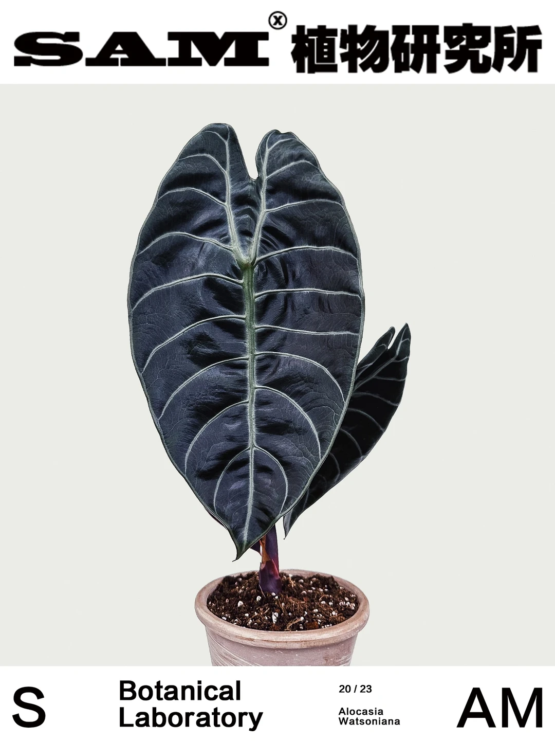 亮面沃森海芋｜Alocasia Watsoniana