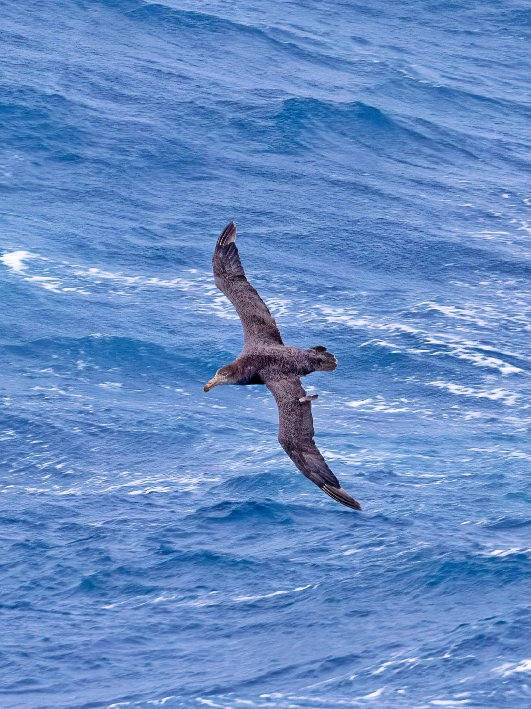 惊涛骇浪中的霍氏巨鹱