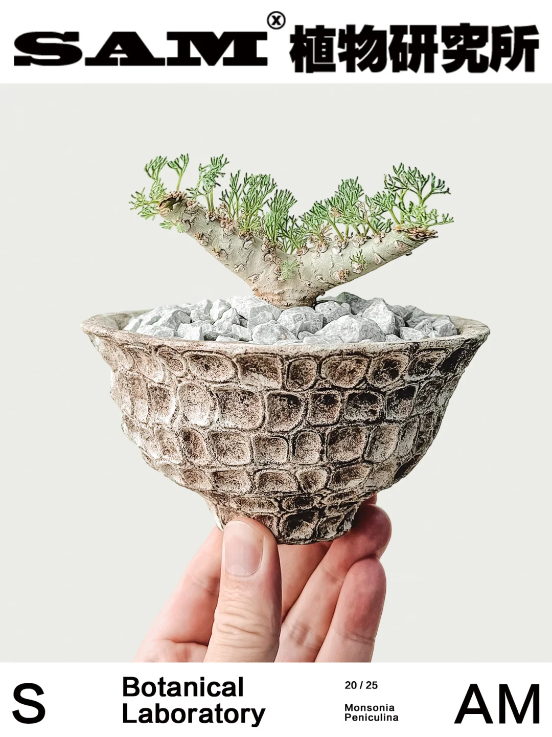 白皮月界｜Monsonia Peniculina