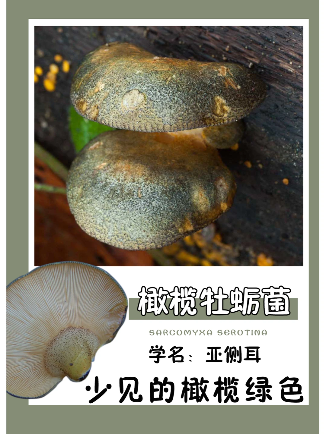 橄榄绿色的菌子，很少见呢~