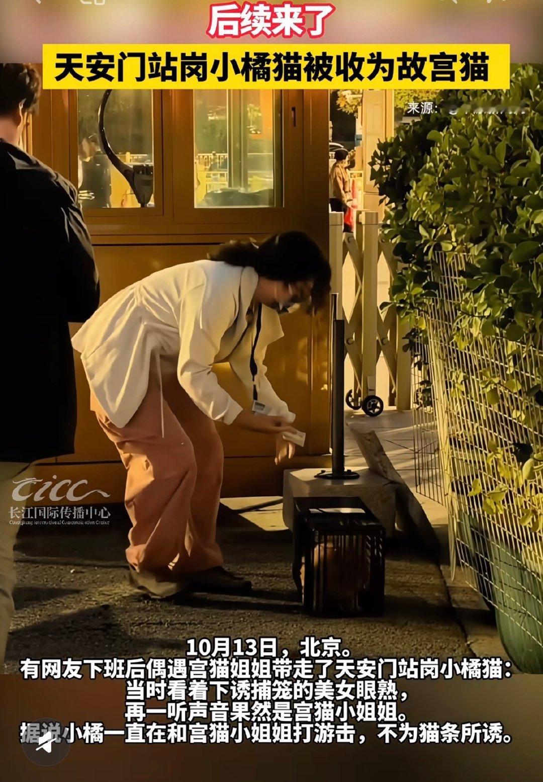 哈哈哈哈，之前那个天安门站岗小橘猫，正式进故宫了，有编制咯[喵喵] ​