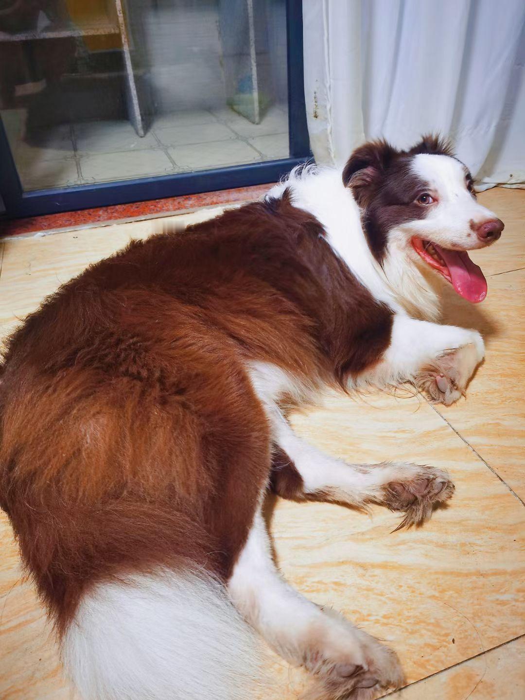 白云区鹤龙街道走丢啦，有哥哥姐姐送去找哥哥吗