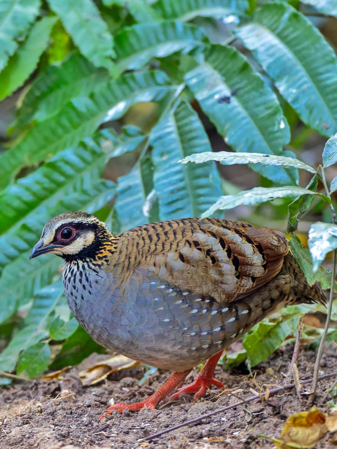白颊山鹧鸪的皮肤有点蓝