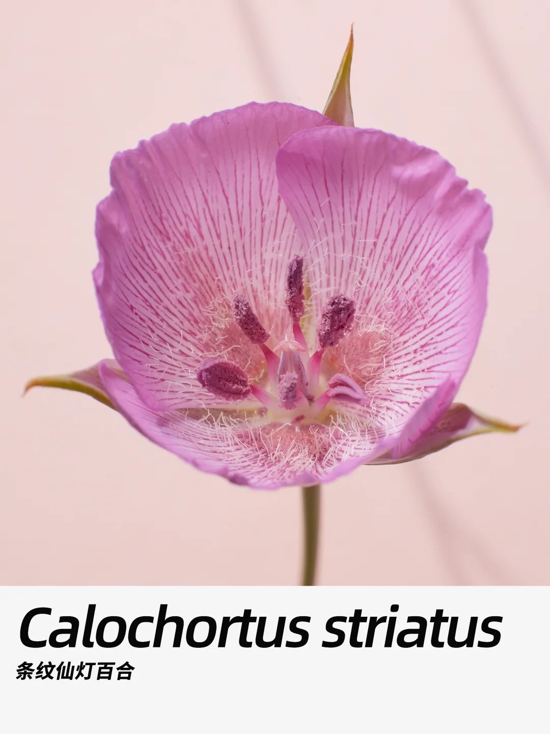 带你每天认识一种花材364｜条纹仙灯百合