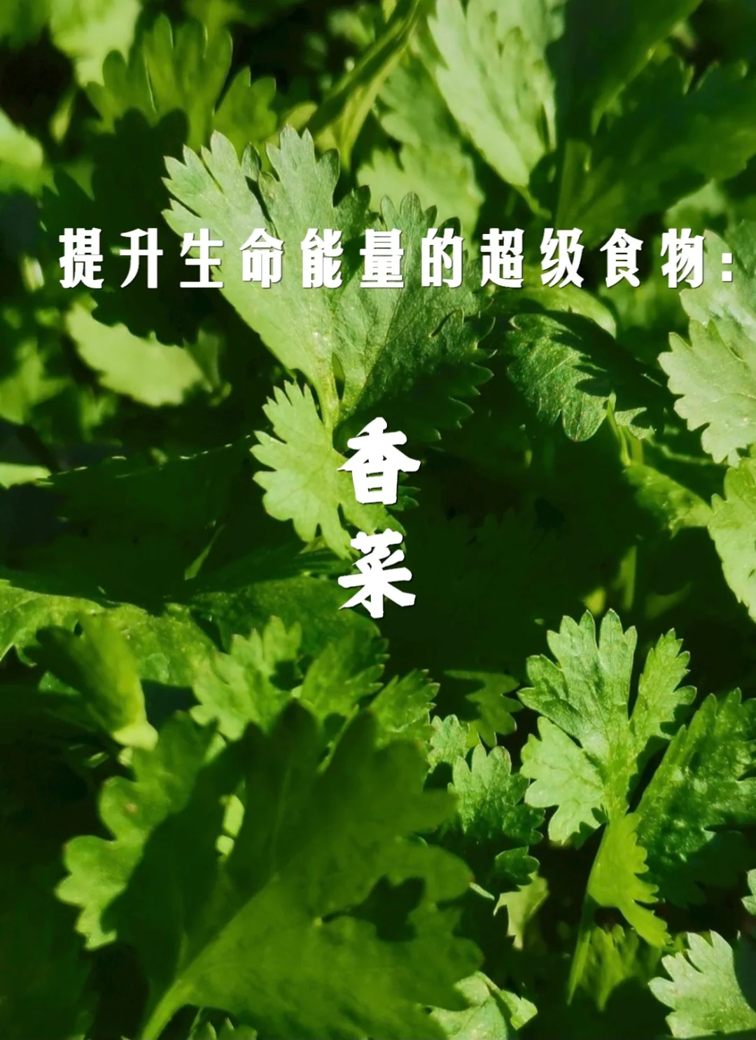 宇宙疗愈食物之：香菜（抗氧化）