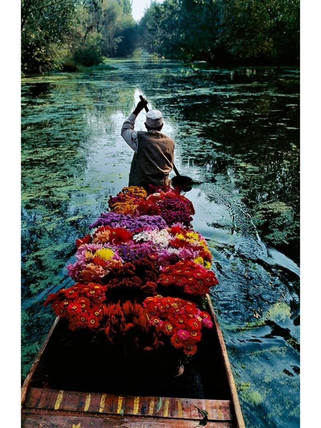 【每日分享】达尔胡的卖花人