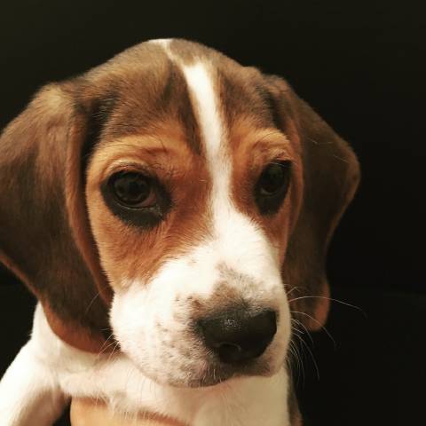 Bagel_the_Beagle