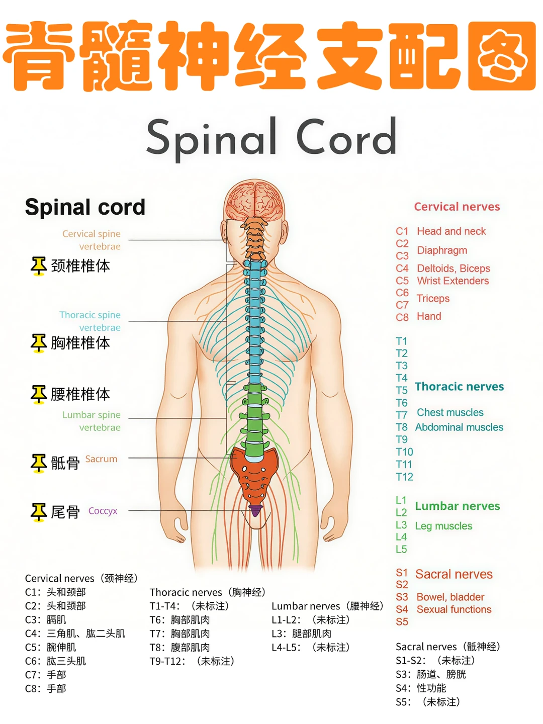 备考RN/脊髓神经支配！！学！！内容