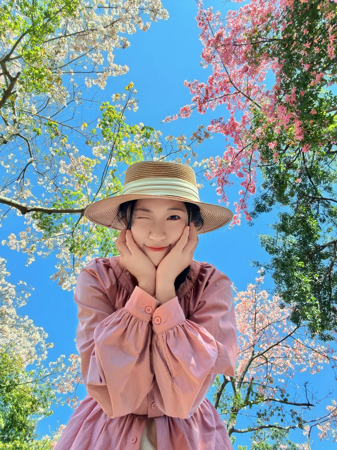 11.29实拍！广州异木棉开好啦🌸仿佛回到春天