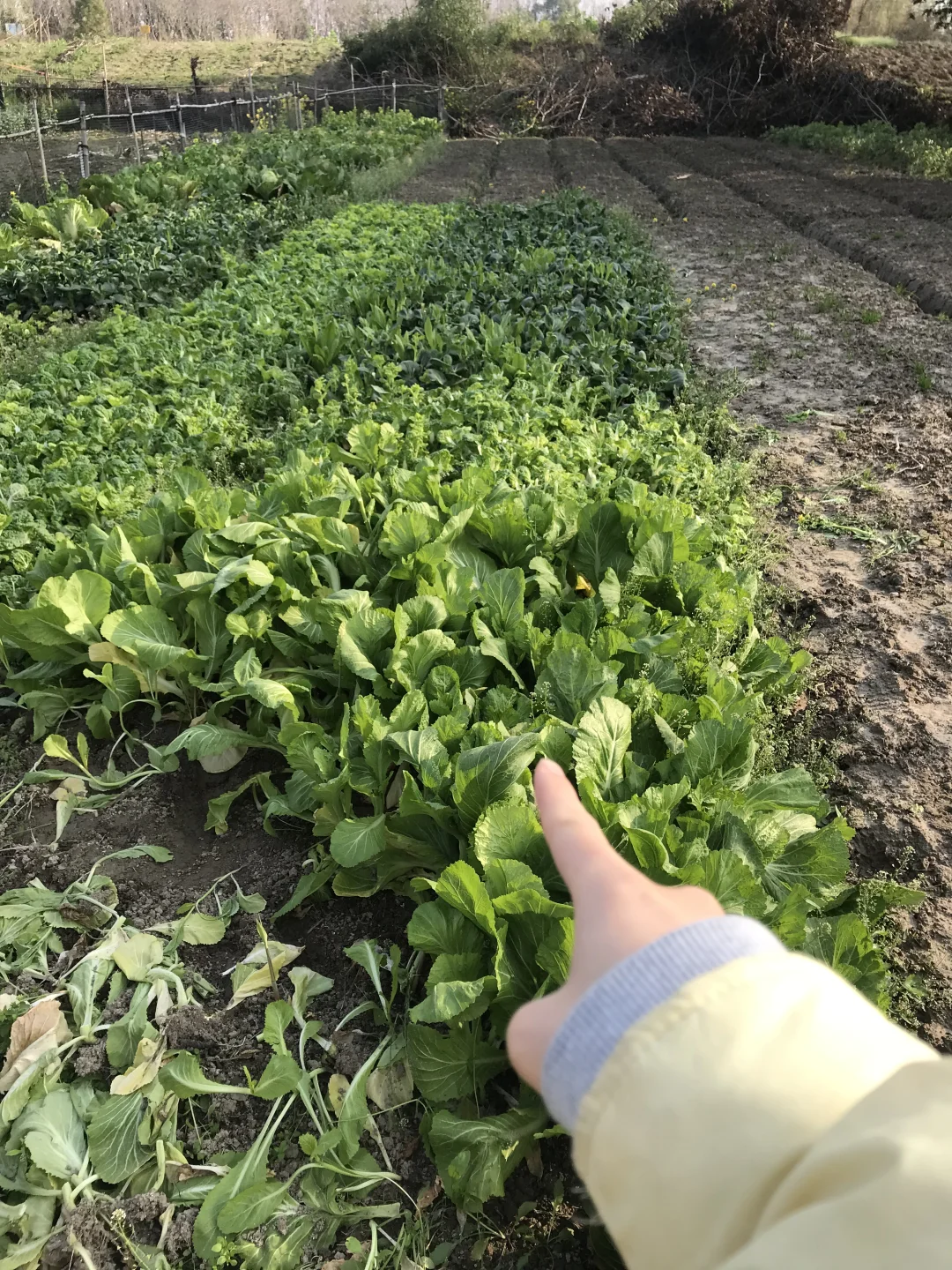 妇女节送自己一小块地