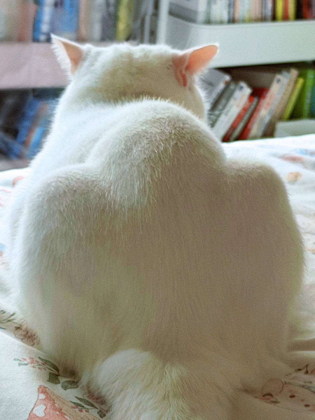 保时捷之臀～

#大v聊车##保时捷911##猫咪#  ​