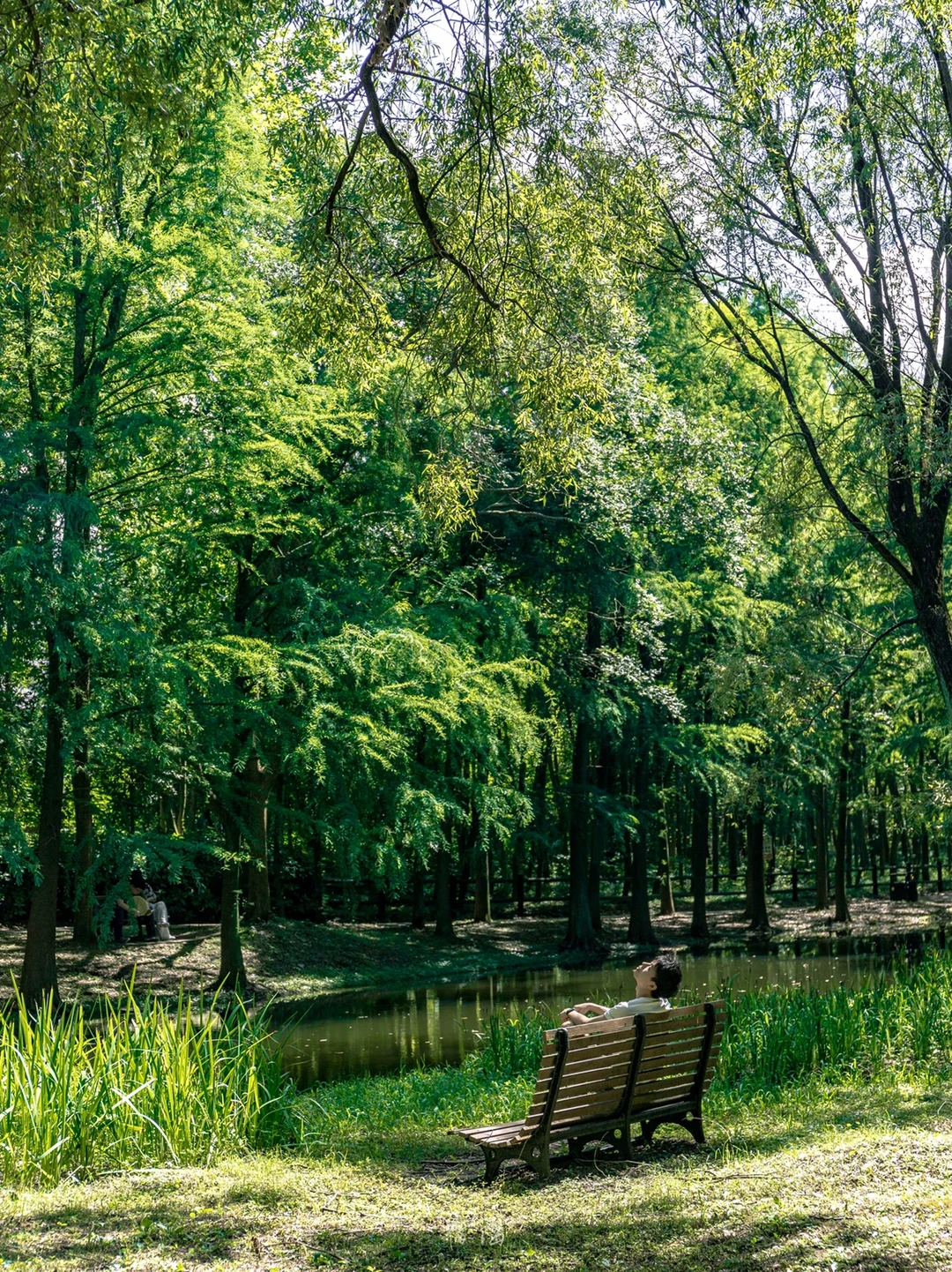 上海公园天花板🌲地铁半小时走入清凉大森林