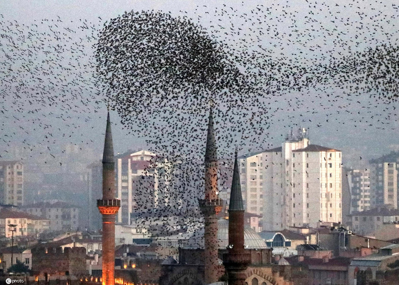 鳥群飛過土耳其城市上空 形成各種隊形千奇百怪-圖6