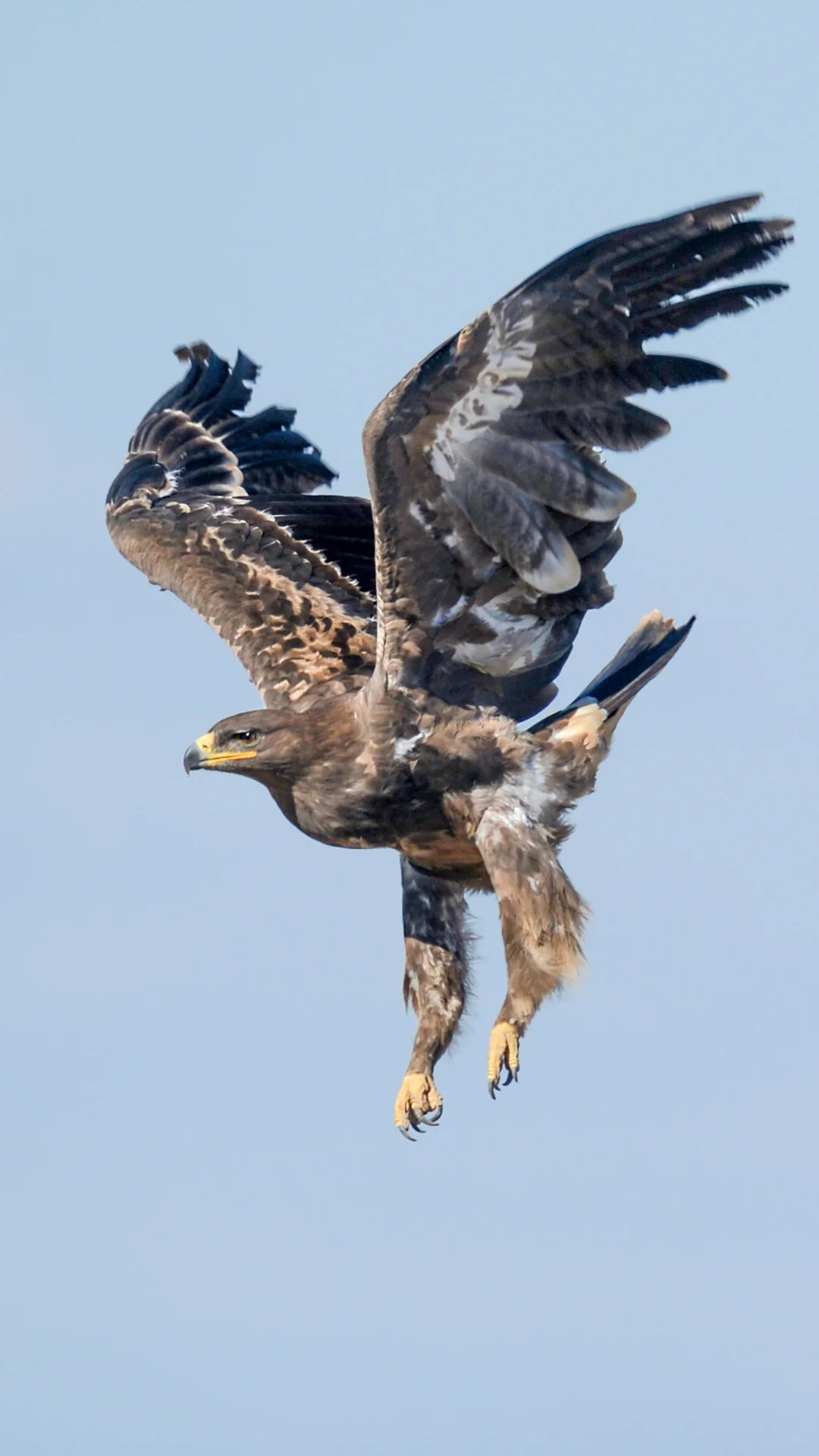 是雄鹰就该展翅飞翔！
