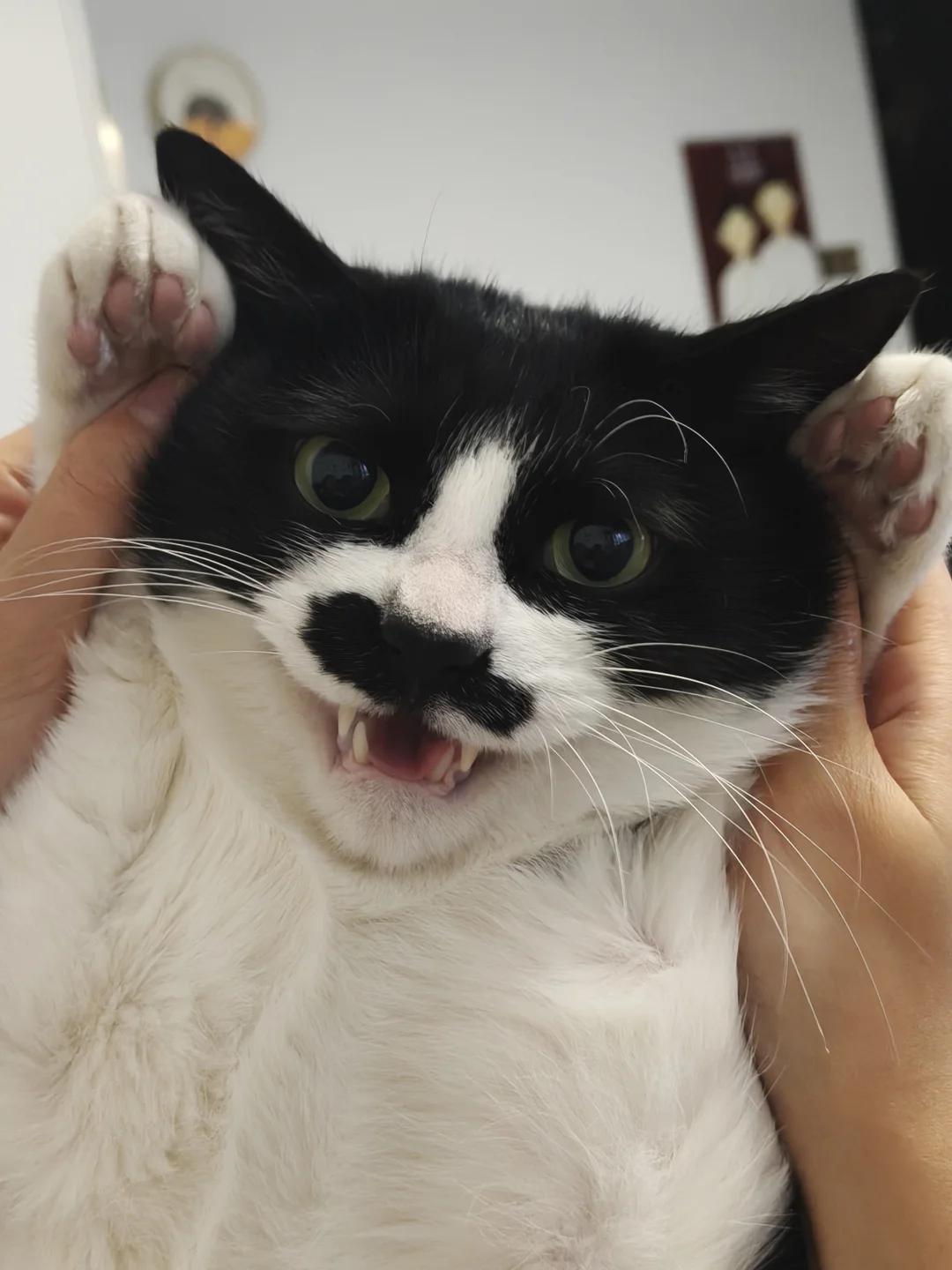 手无缚鸡之力的小猫