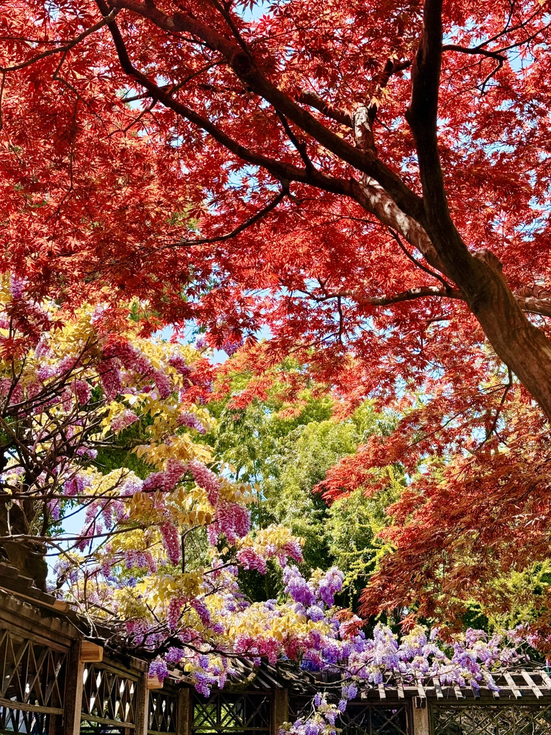 春日的狮子林，是造园者关于四季的梦～