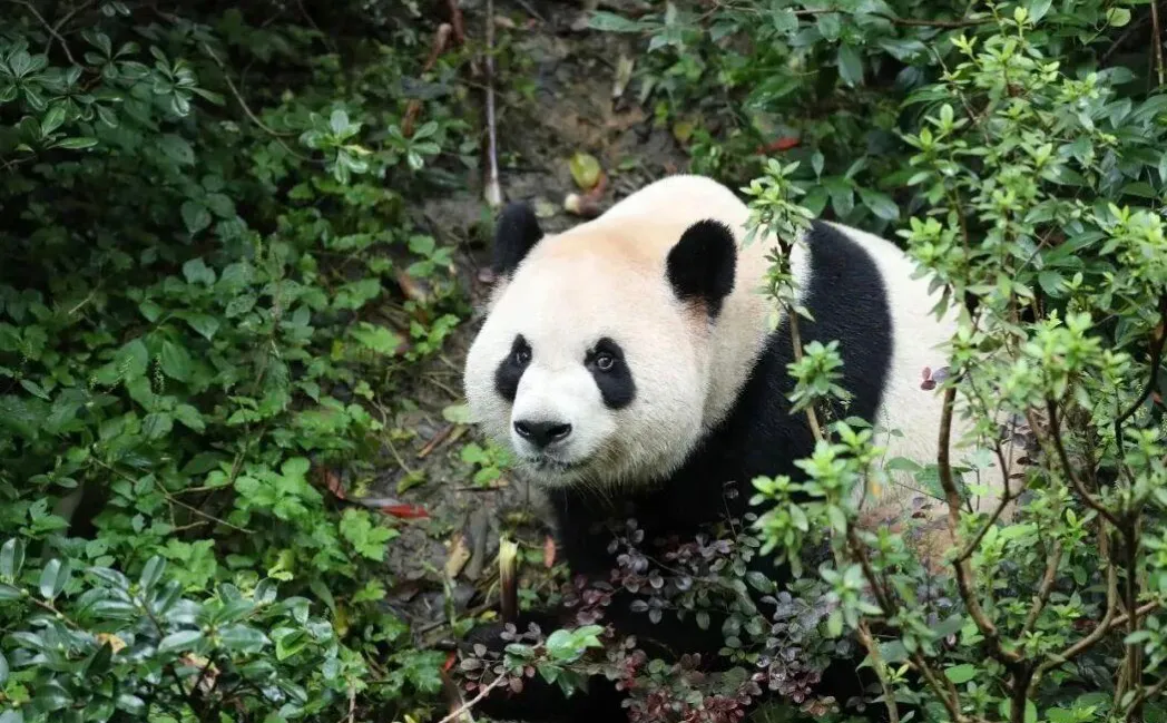 快讯：两只新大熊猫，雄性平平和雌性福双，将很快抵达美国亚特兰大动物园，作为中国大熊猫外交的一部分。

“大熊猫一直是中美两国人民之间友好的使者。在这里，我有一个好消息。几天后，两只大熊猫平平和福双将来到它们在亚特兰大动物园的新家，与美国人民见面。”