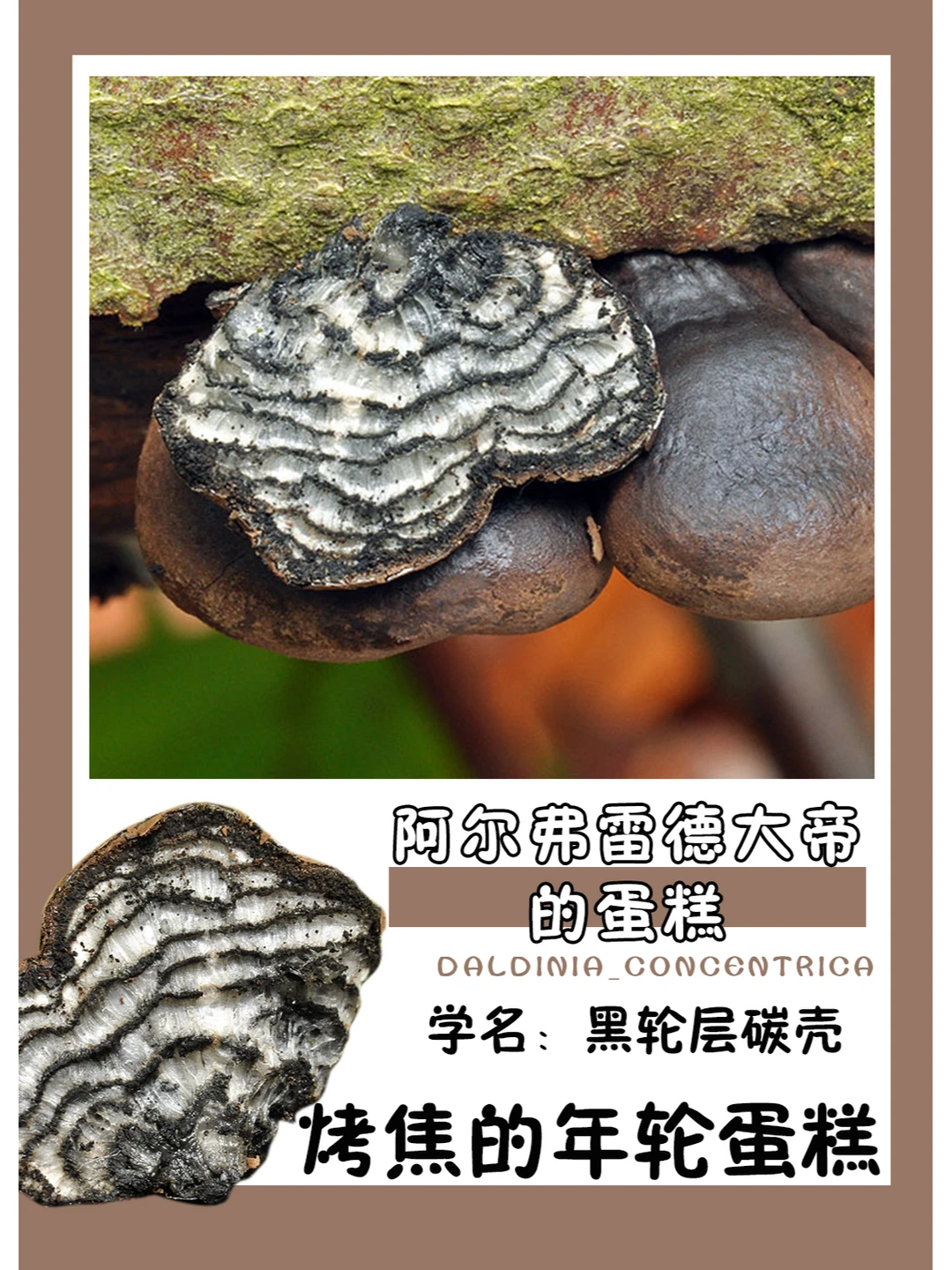 烤焦的蛋糕？还能吃吗？