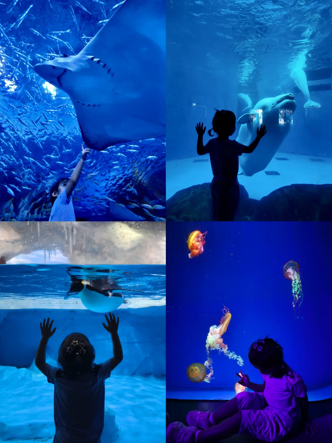 成都极地海洋世界｜2025最全攻略 🐳✨