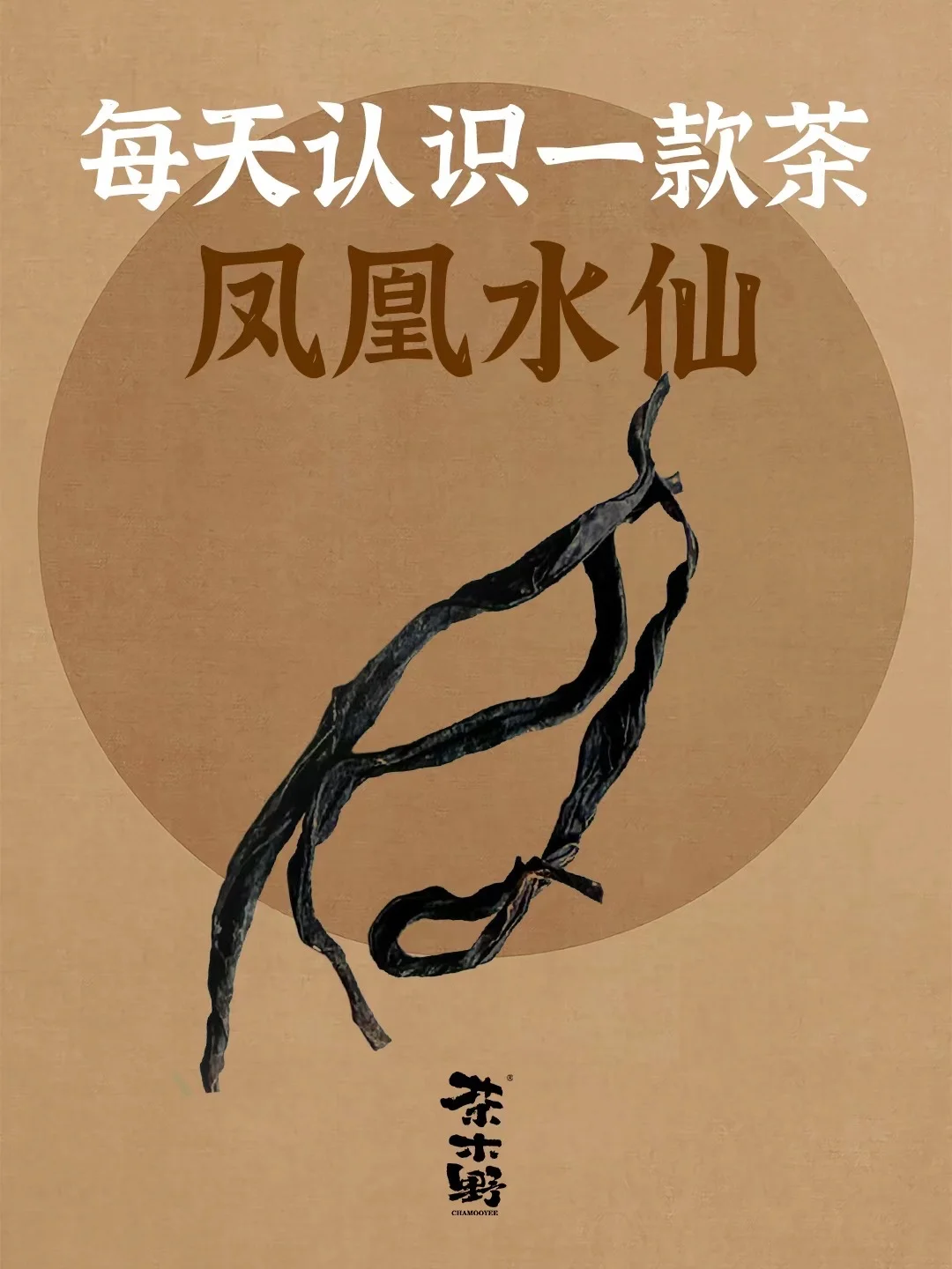 知识分享丨一分钟了解凤凰水仙