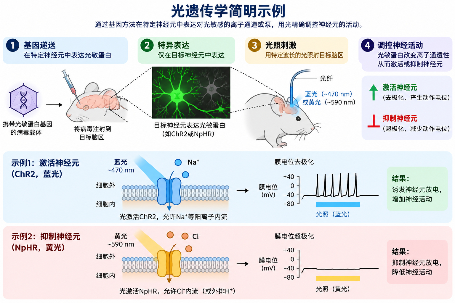 光遗传学领域有个很经典的故事。一个华裔科学家潘卓华其实更早提出这项技术，但投稿被一拒再拒，最终晚了八个多月发表，导致后续的领域地位不可同日而语。 后来期刊编辑承认，他当时论文讲述的是视网膜修复技术，而不是诺奖获得者包装的颠覆式神经调控黑科技。

从我多年投稿Nature的经验来看，老实巴 ​