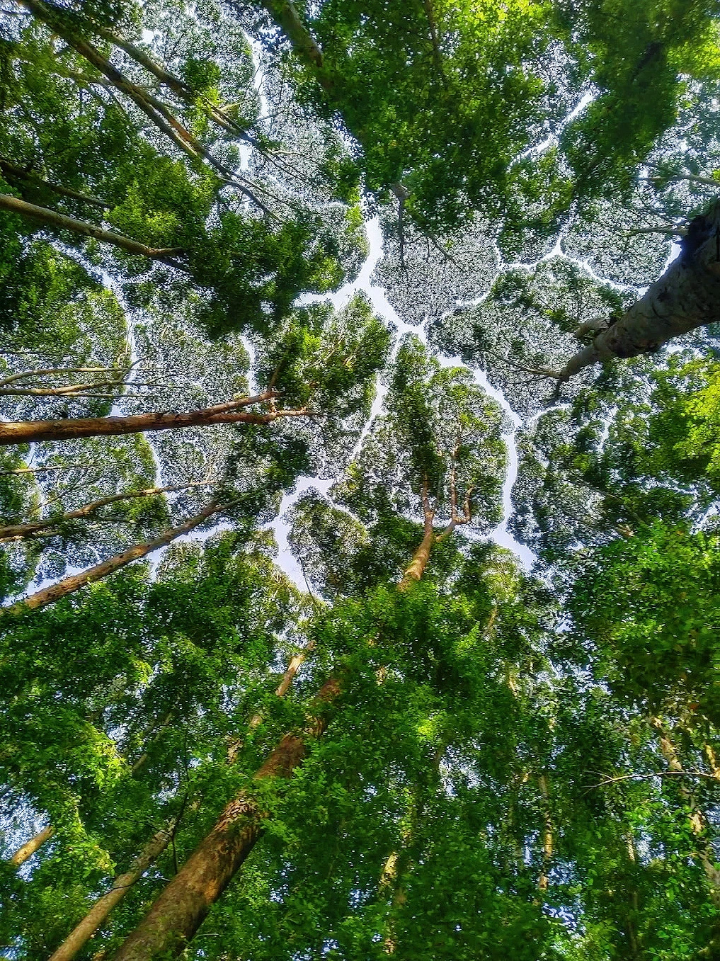 吉隆坡🌳FRIM森林研究院，超震撼徒步路线！