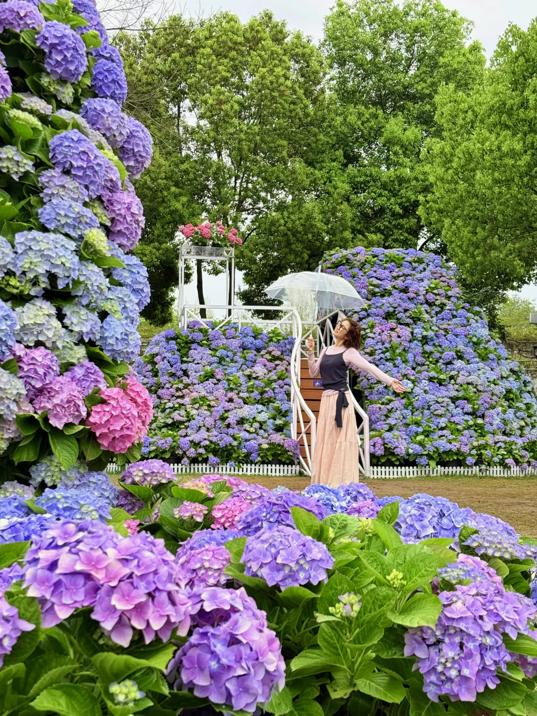 成都！地铁直达！！绣球花进度已经1000%了……