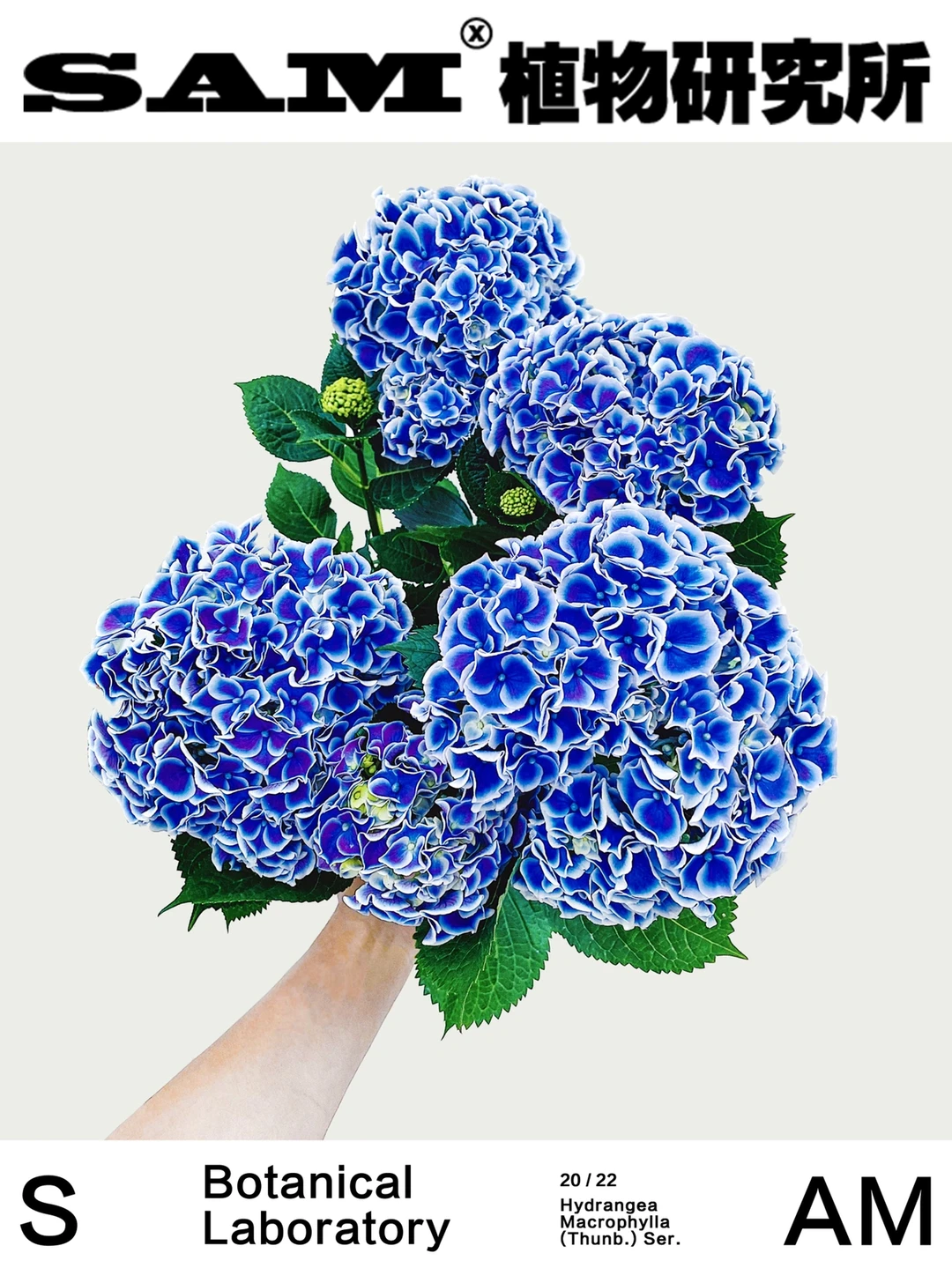 蒂沃利｜Hydrangea Macrophylla Tivoli