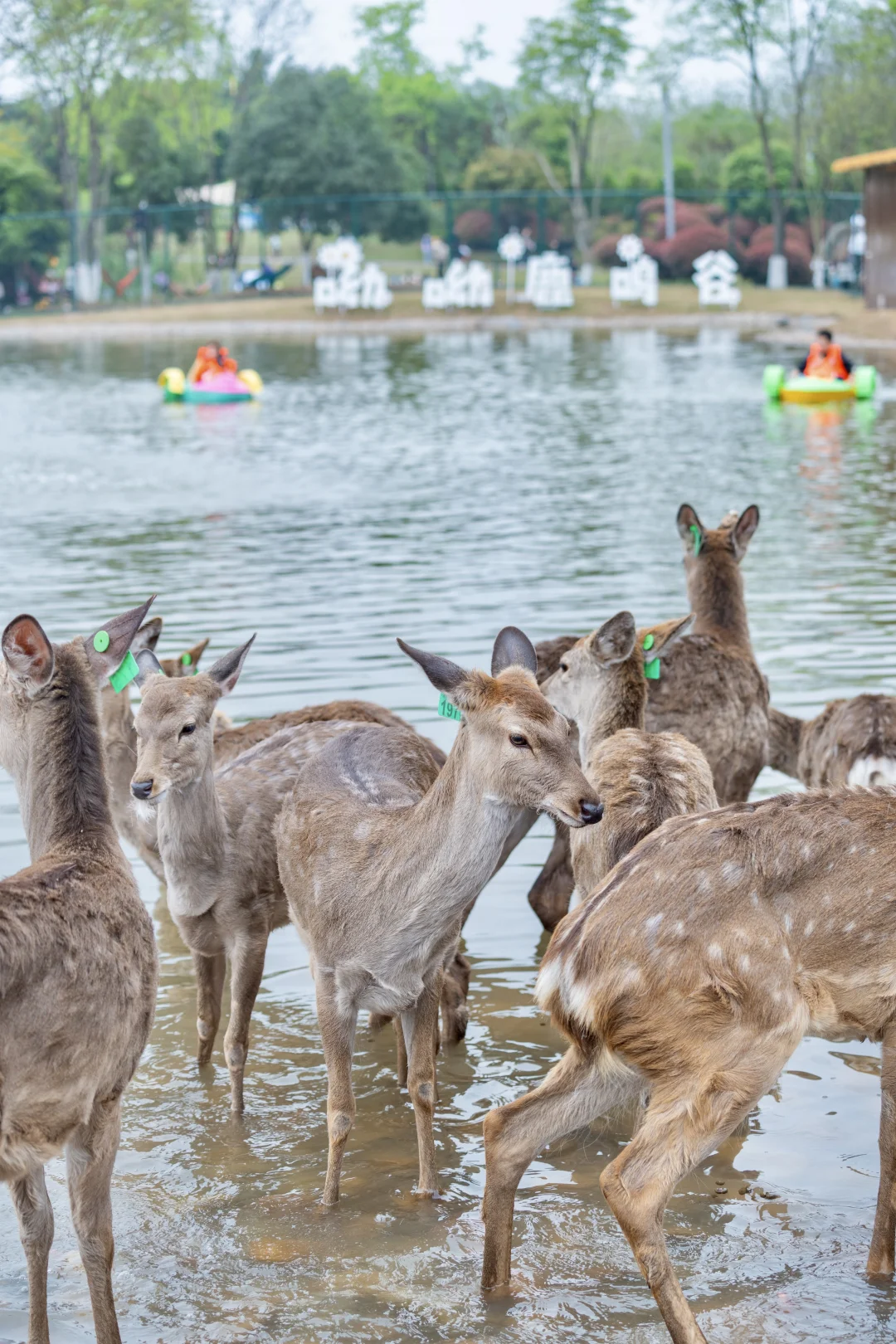 挖到重庆主城宝藏地！🆓露营➕撸小鹿🦌