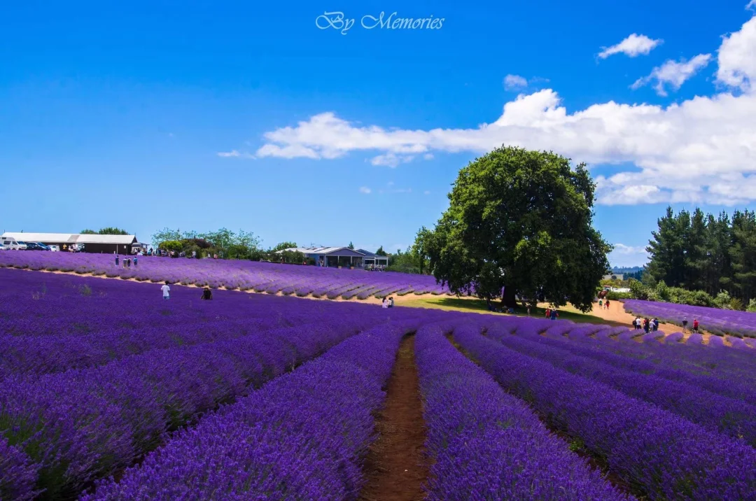 澳洲12月记忆 | 塔斯薰衣草💰🍒🍓🐧