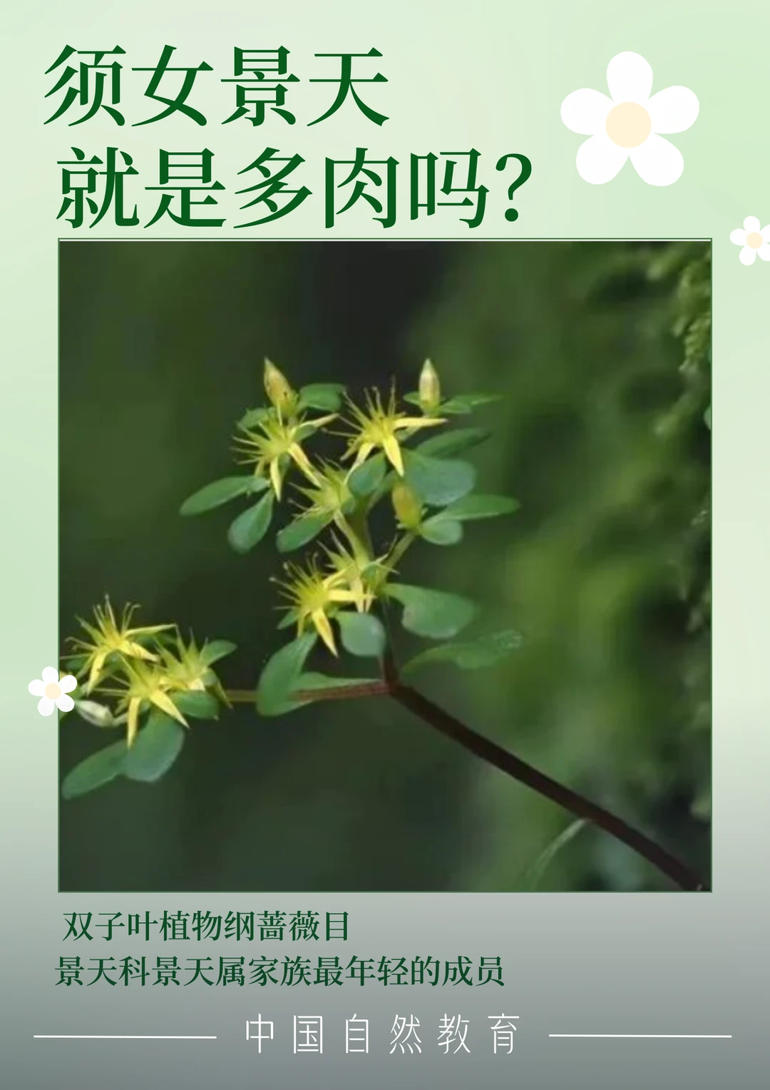 科普知识｜须女景天就是多肉吗