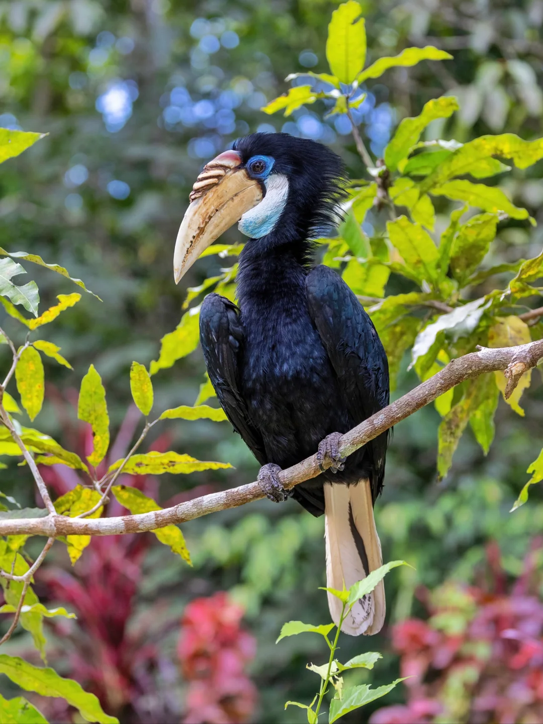 超可爱的蓝喉皱盔犀鸟妹妹