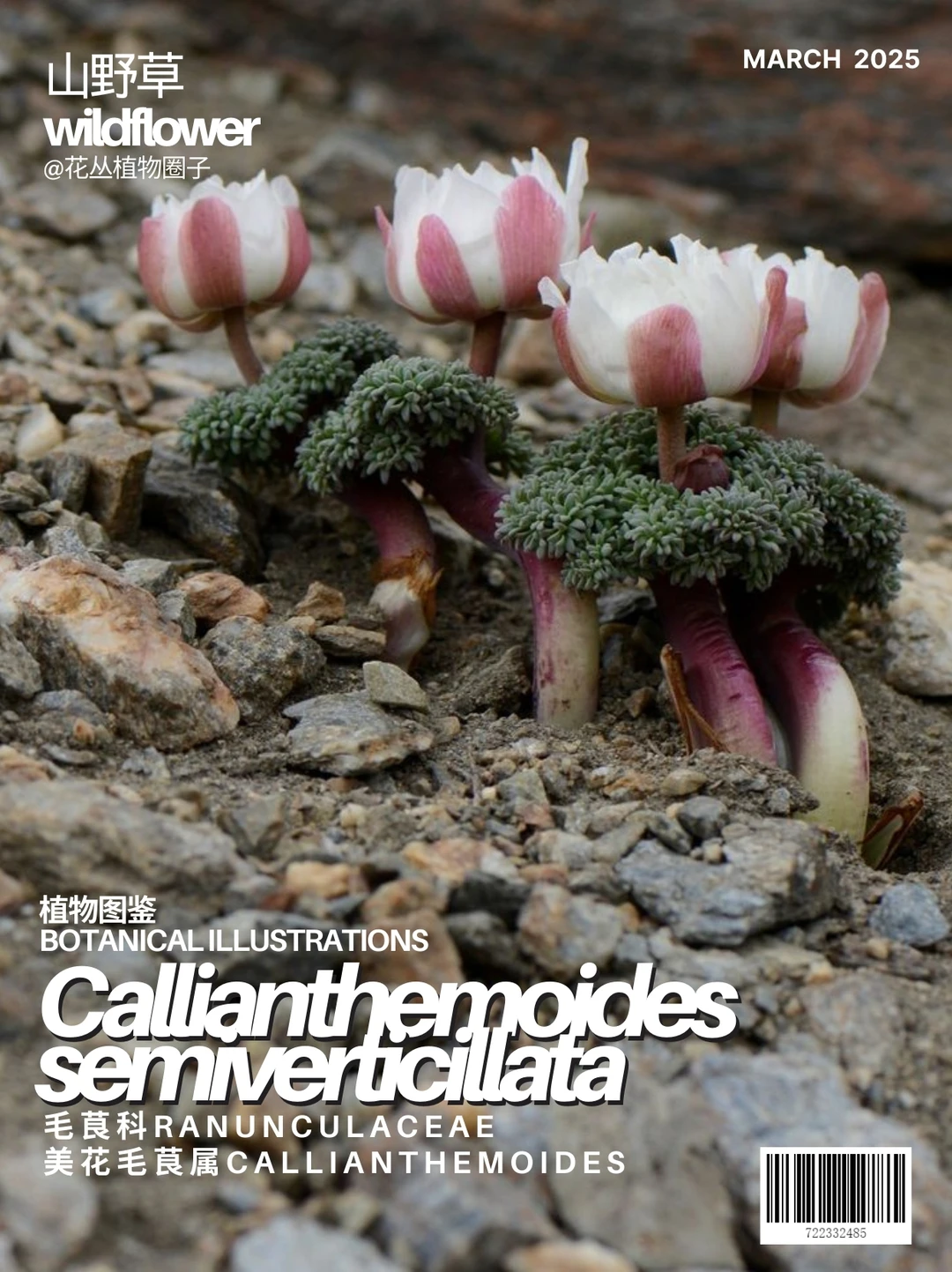 Callianthemoides semiverticillata