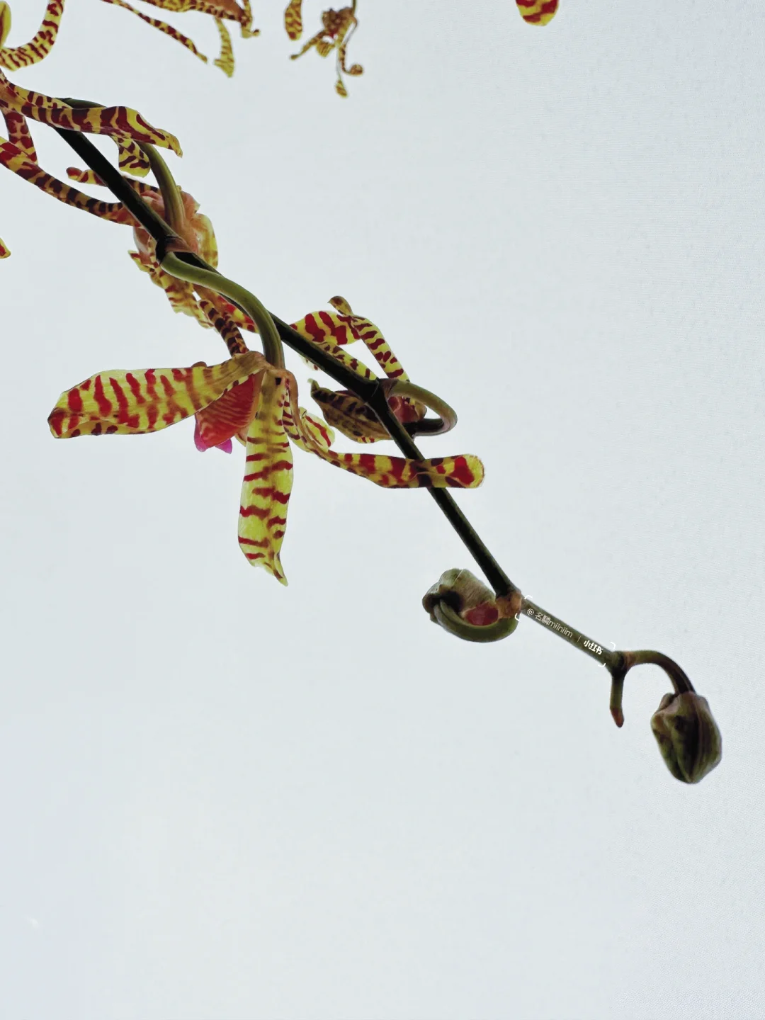 小众花材｜泰国“猴子兰”—密恐慎入🙈🙉🙊