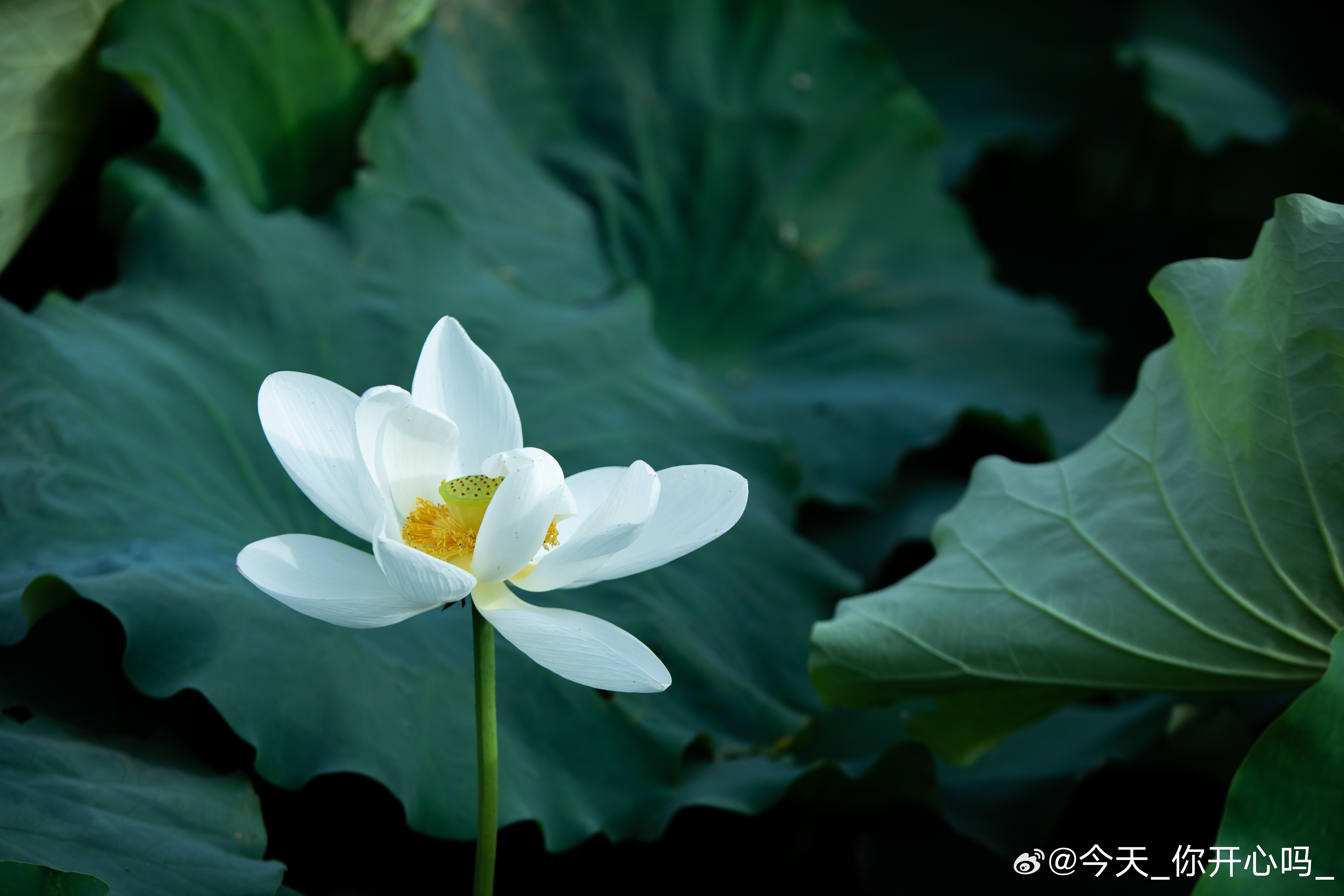 [超话]来看荷花啦 ​​​