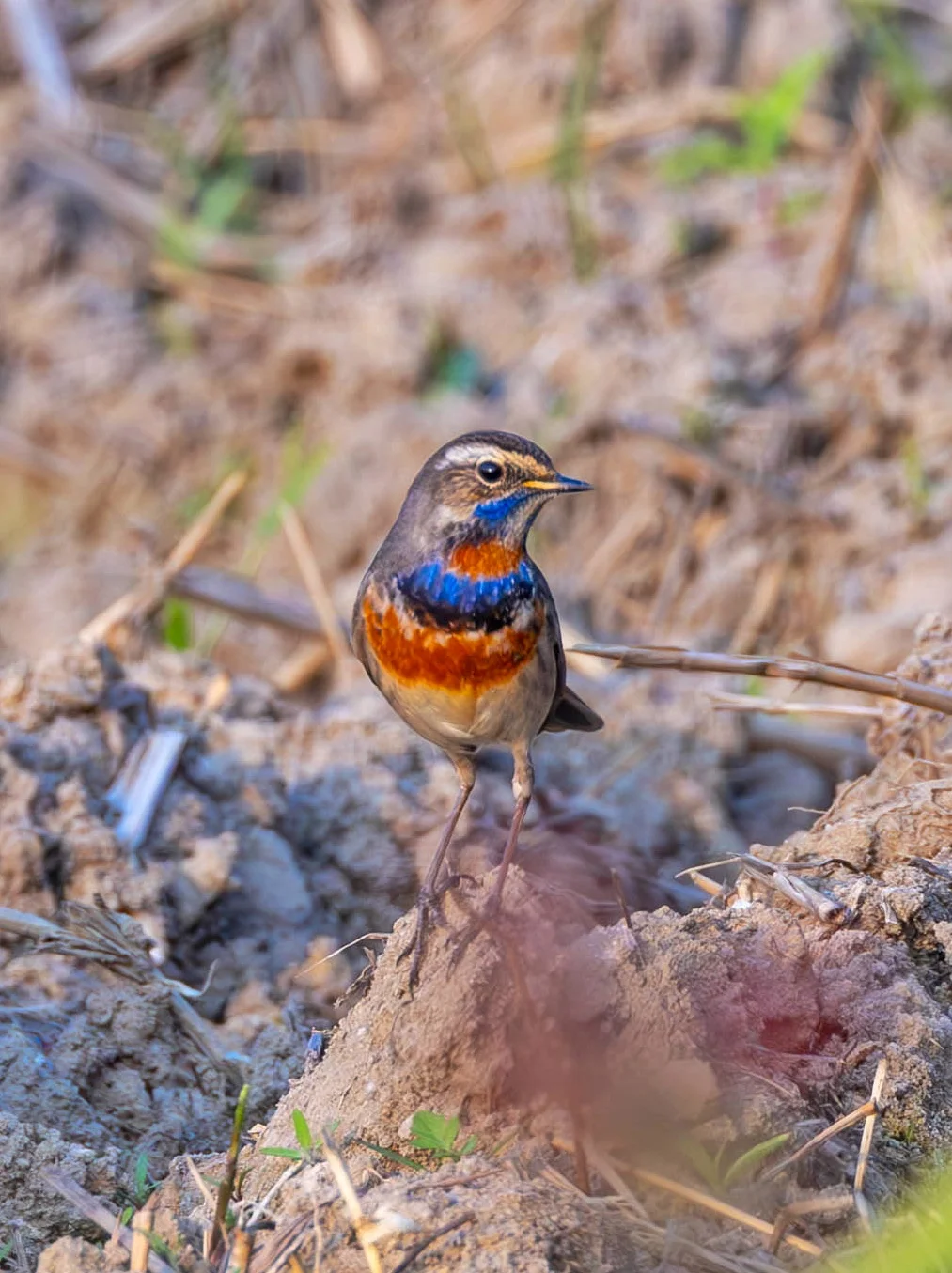 夕阳下的蓝喉歌鸲的饱和度更高了