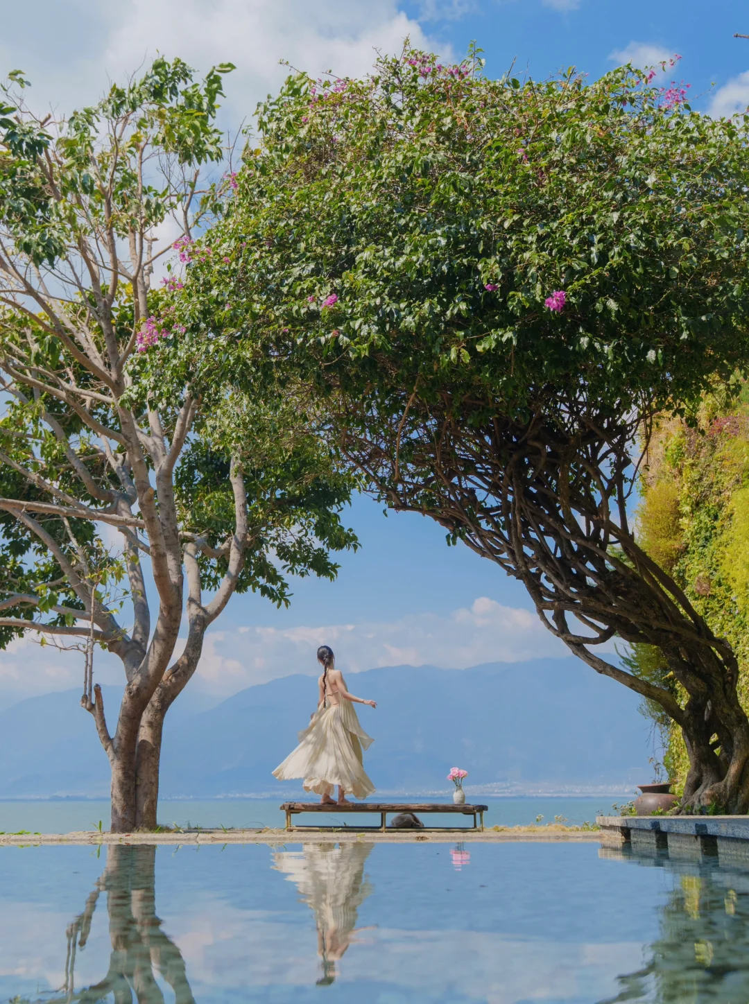 为了这颗缅桂花树，我飞了一趟大理！