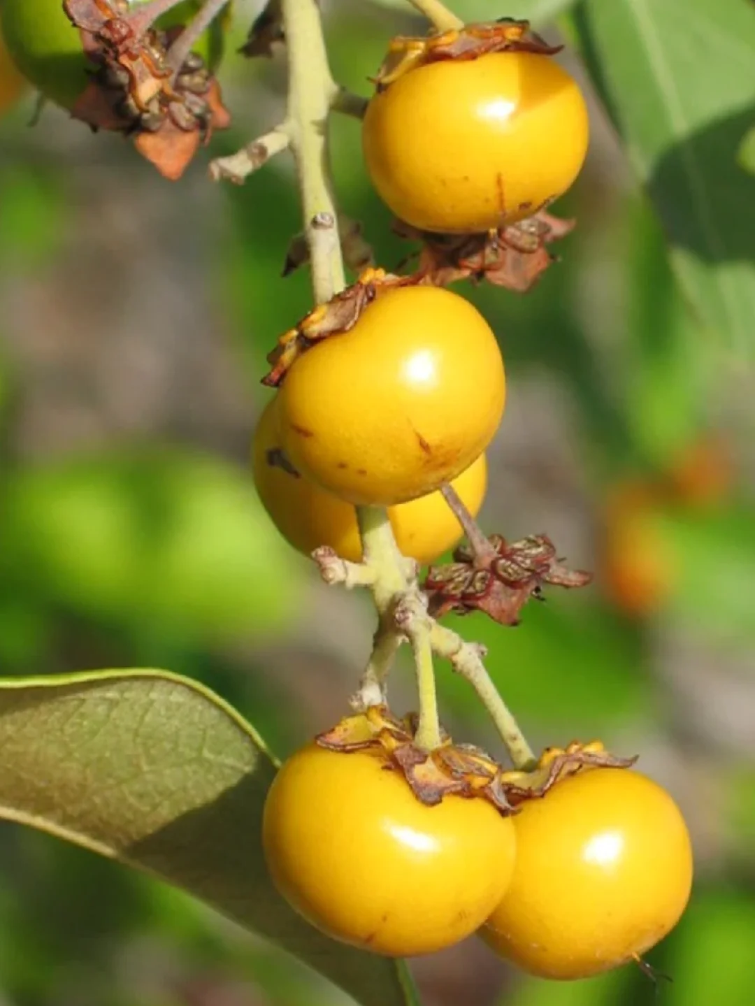 美洲水果-南斯果Byrsonima Crassifolia