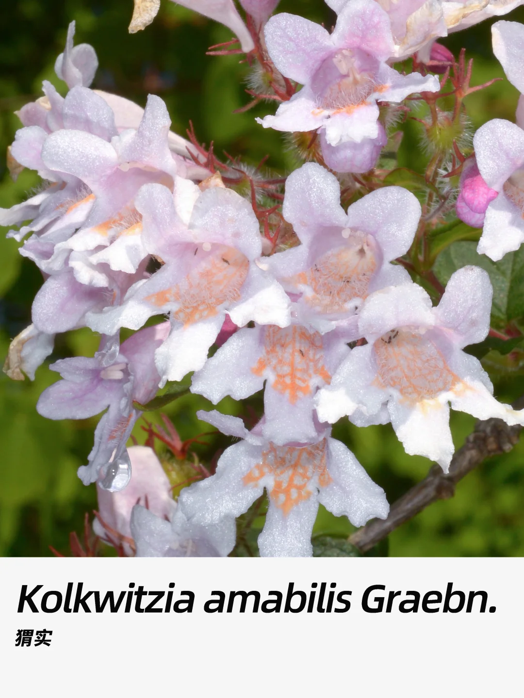 带你每天认识一种花材343｜猬实