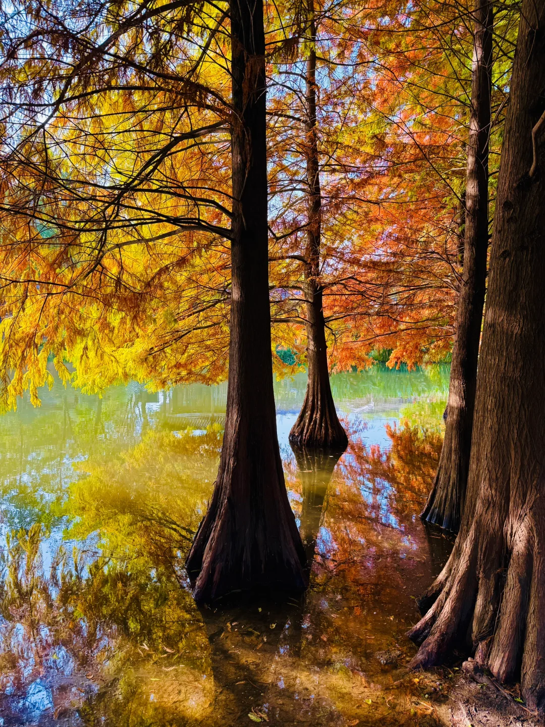 2025.11.10 | 南京明孝陵水杉林杀疯了！！！！！