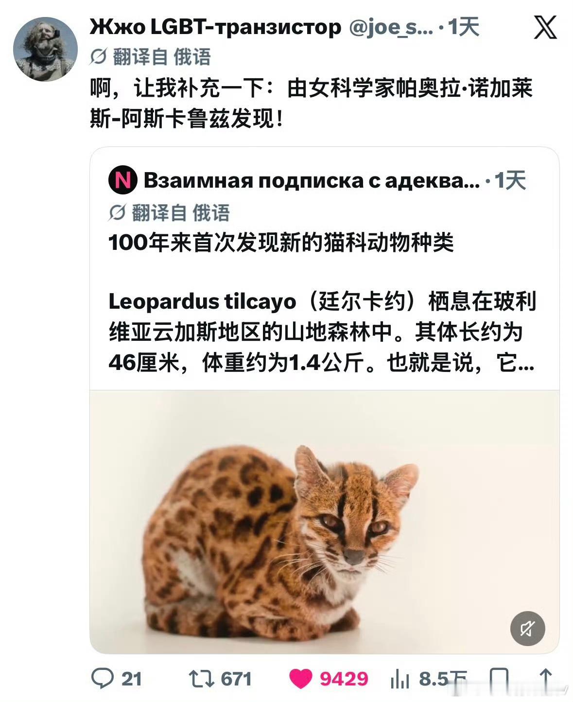 #猫科动物又上新了#
地球online猫科模组重大更新✨
时隔一百多年，人类确认全新现生猫科物种——蒂尔卡约虎猫！
生活在玻利维亚云雾森林，体重仅1.4kg，比家猫还要小巧，一身玫瑰状豹纹，顶着一对圆圆的妙脆角耳朵。
当年当地人捡到幼崽，误以为是普通流浪猫，养了很久才发现不对劲。基因测序才证实， ​