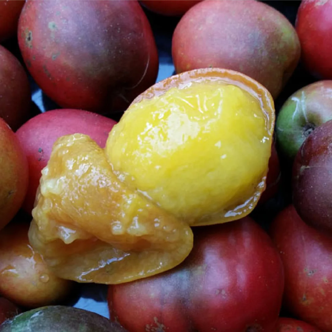 结果了！稀有可可蒂果Spondias Purpure