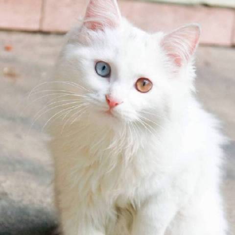 圈大猫